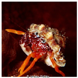 Tiny crab with beautiful blue eyes by Lindsey Mobley 